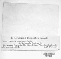 Puccinia amorphae image